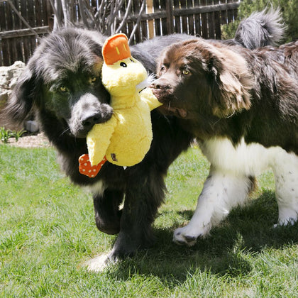 KONG COMFORT- JUMBO DUCK DOG TOY - ZARDS PET SUPPLIES - KONG - Dog Toys